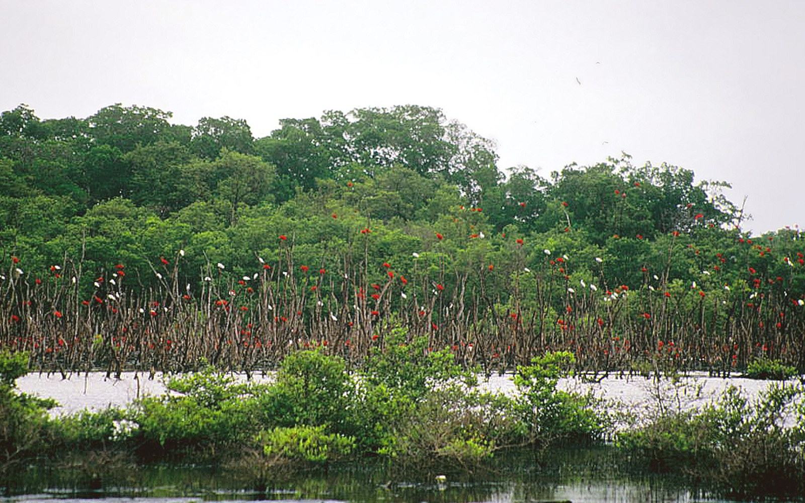 A flock of scarlet ibis in low flight over the mangrove channels of Morrocoy National Park, Venezuela, at dusk